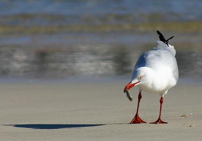 Seagull with afternoon tea