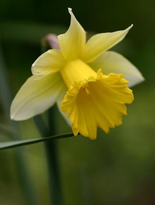 Aug 19 is Daffodil Day