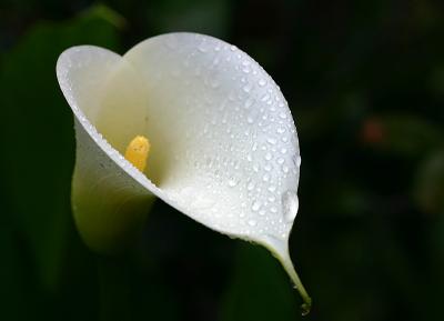 Arum with raindrops