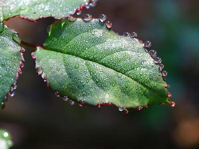 27 aug. Dew on rose leaf