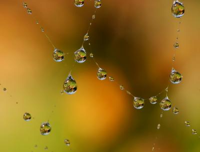 Detail from a spider web