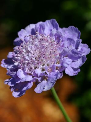 Scabiosa