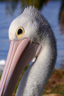 Australian Pelican