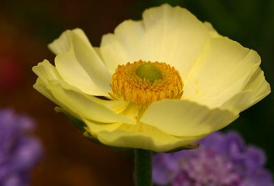 Ranunculus