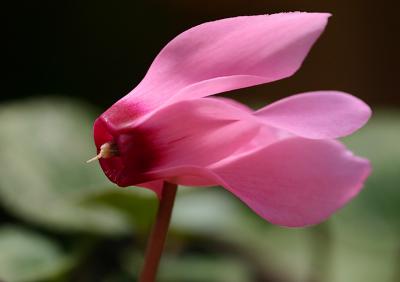 Cyclamen