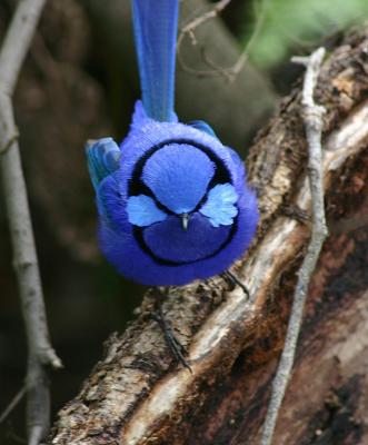 Splendid fairy wren