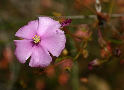 Oct 30. Western  Australian wildflower