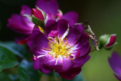 Nov 5. Purple rose, apple scented.