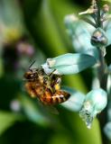 bee on Lachenalia viridiflora
