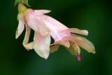 Schlumbergera