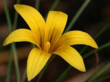 July 15.  Romulea monticola