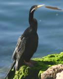 July 20. Darter
