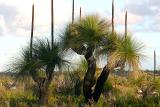 July 22. Australian grass trees, Xanthorrhoea .
