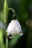 July 24. Leucojum with raindrops
