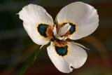 Moraea