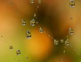 Detail from a spider web