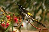 New Holland honey eater