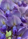 Wisteria after rain