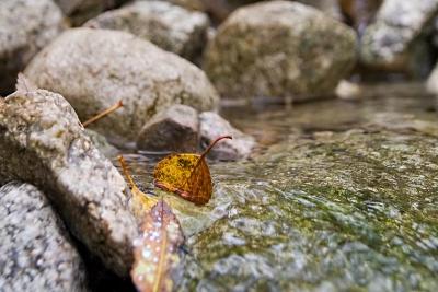 A leaf going down the stream