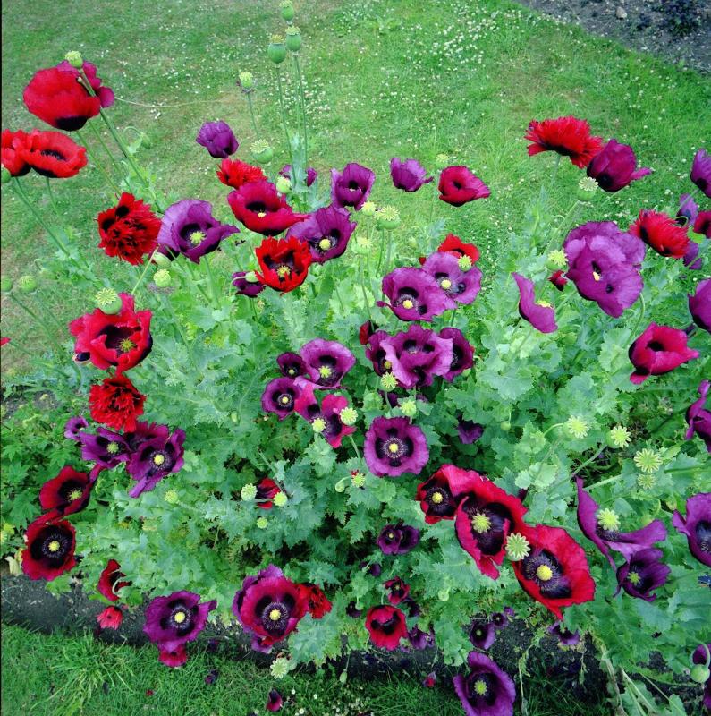 Mad Poppies, Cambs, botanical garden