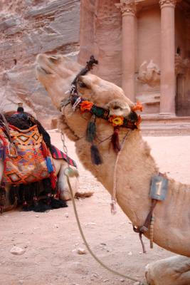 Number 1 Camel, Petra
