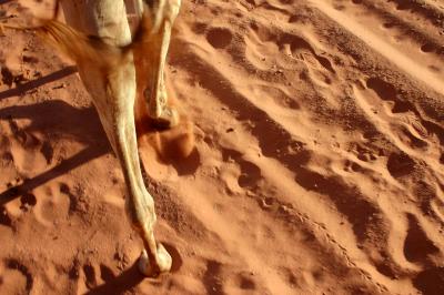Camel in Wadi Rum