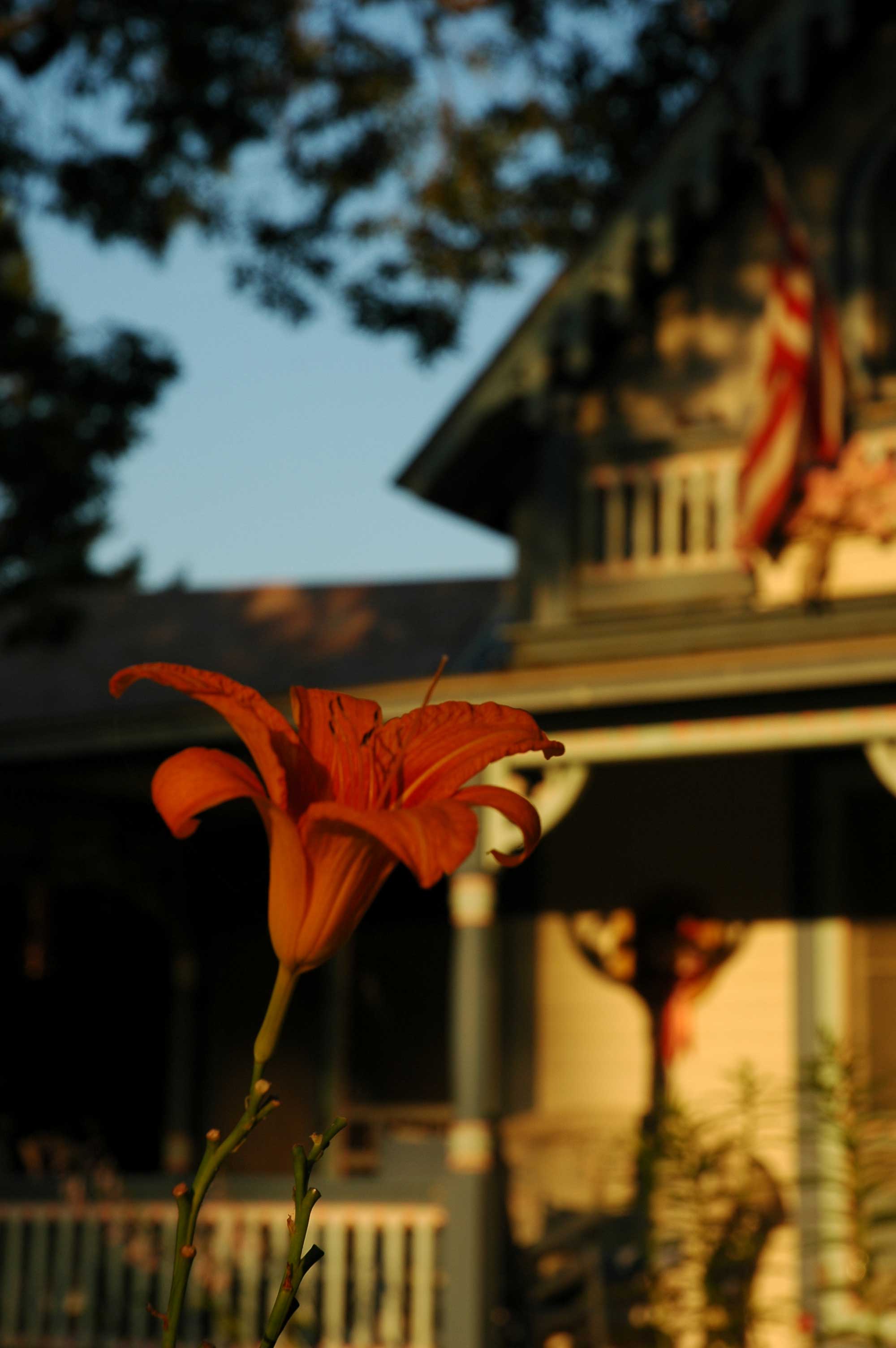 Tiger Lily Close Up