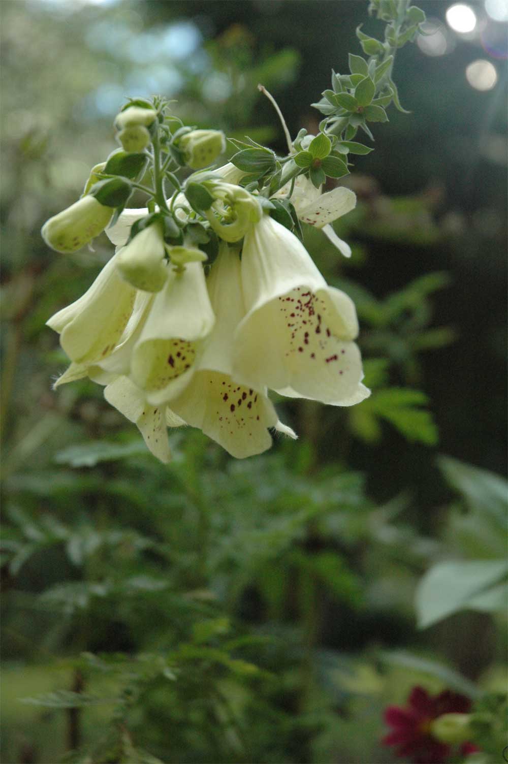 Foxglove