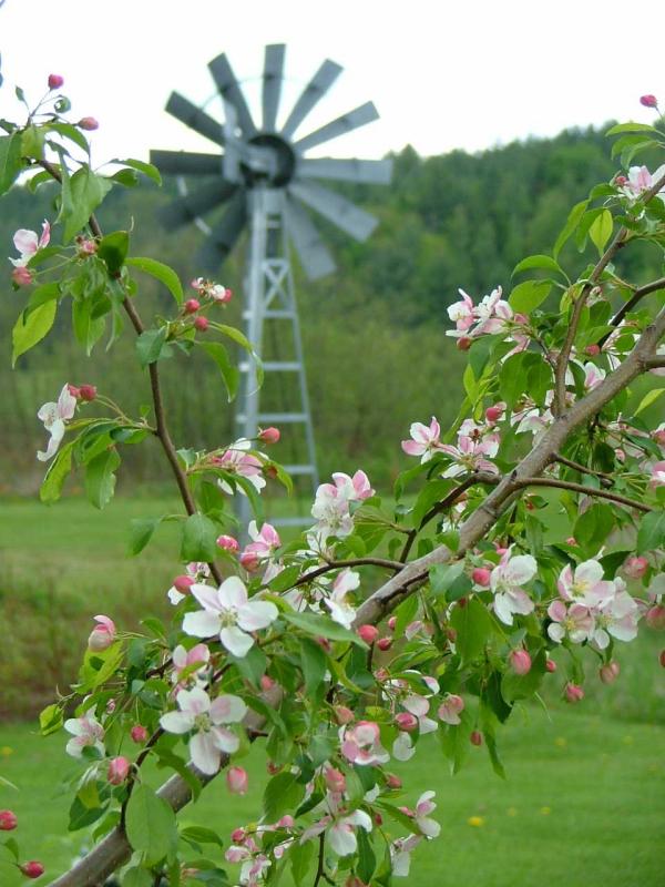 Apple Blossom with Windmill