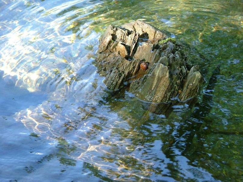 Submerged Tree Trunk with Small Acorn