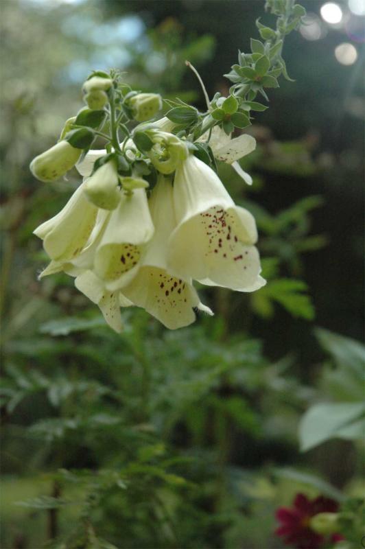 Foxglove