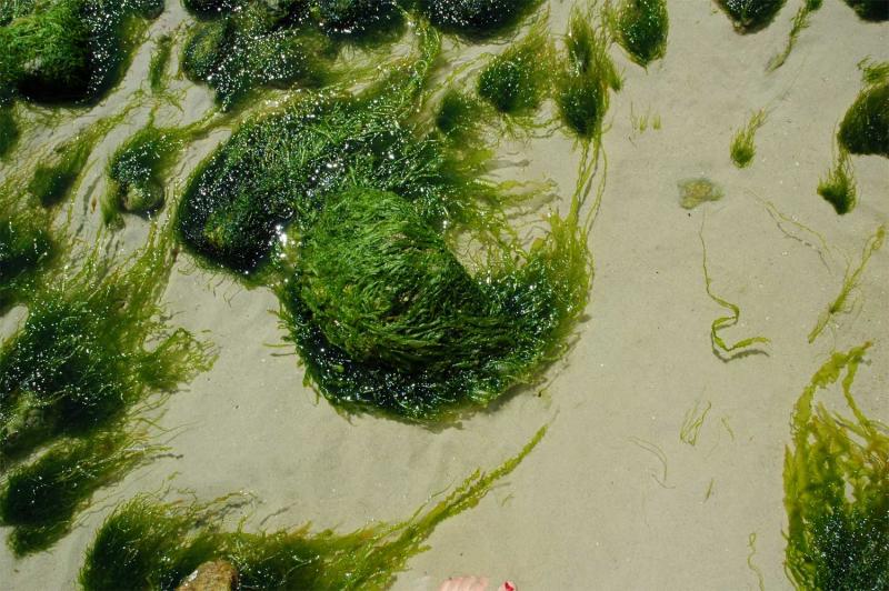 Seaweed Abstract