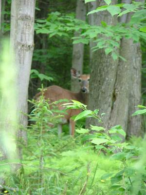 Mother Deer