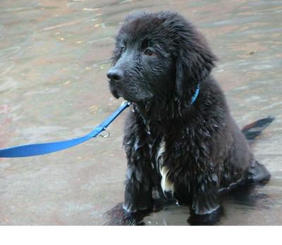 Newfie Pup