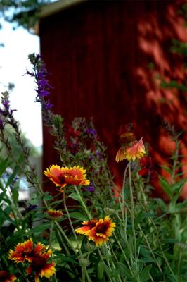 Reds & Oranges
