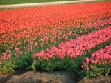 Sea of Tulips