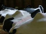 Cowscape