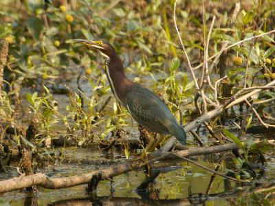 heron.jpg