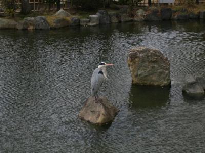 maruyama pond