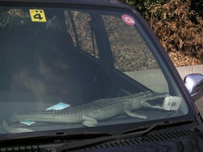 neighbor's car