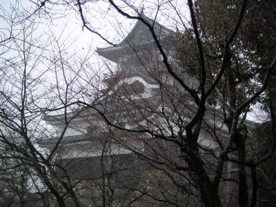 the cherry trees...