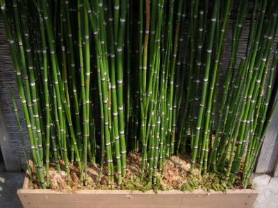 bamboo