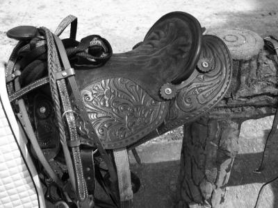 kentucky's new saddle
