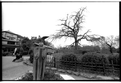 central weeping cherry tree, maruyama park