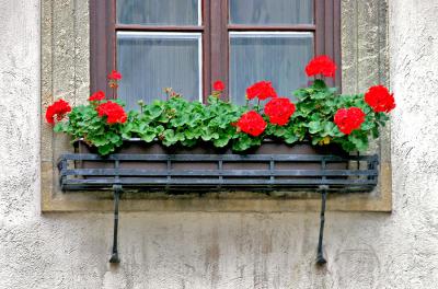 Window