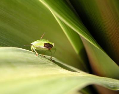 cropbug31.JPG