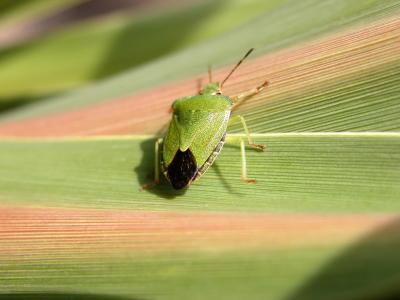 cropbug2.JPG