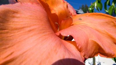 LUMIX-PLANT-1.jpg