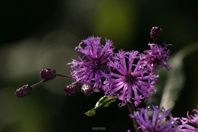 IMG_1352.jpg