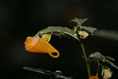 IMG_1370.jpg
